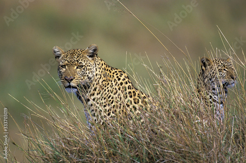 LEOPARD FEMALE AND YOUNG panthera pardus CAMOUFLAGED IN LONG GRASS .