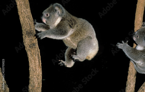 Canvas Print KOALA phascolarctos cinereus, ADULT LEAPING AGAINST BLACK BACKGROUND, AUSTRALIA