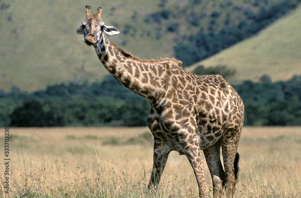 MASAI GIRAFFE giraffa camelopardalis tippelskirchi IN KENYA .