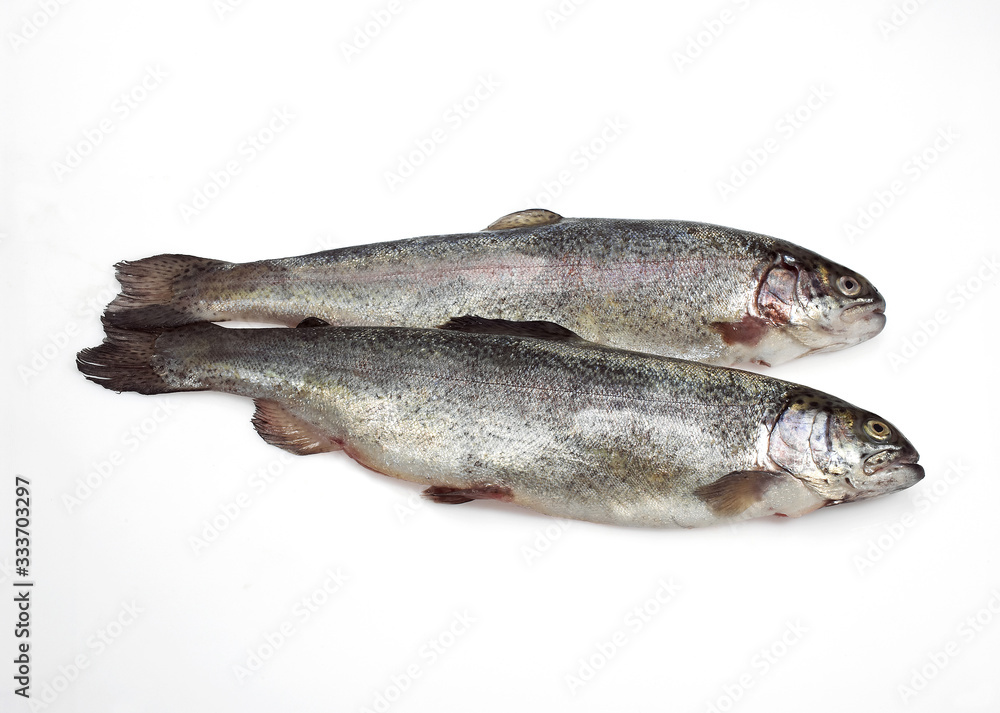 FRESH RAINBOW TROUT salmo gairdneri AGAINST WHITE BACKGROUND . FRESH RAINBOW TROUT salmo gairdneri AGAINST WHITE BACKGROUND .