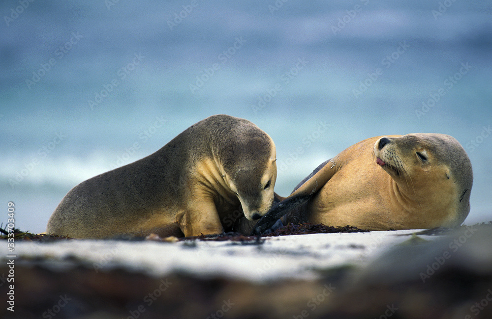Fototapeta premium AUSTRALIAN SEA LION neophoca cinerea, ADULTS RESTING ON BEACH, AUSTRALIA .