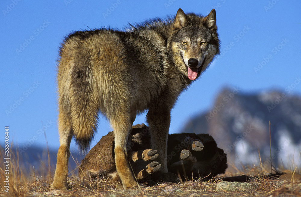Fototapeta premium NORTH AMERICAN GREY WOLF canis lupus occidentalis, ADULT WITH PREY, CANADA .