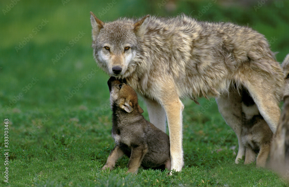 EUROPEAN WOLF canis lupus, FEMALE WITH YOUNGS .