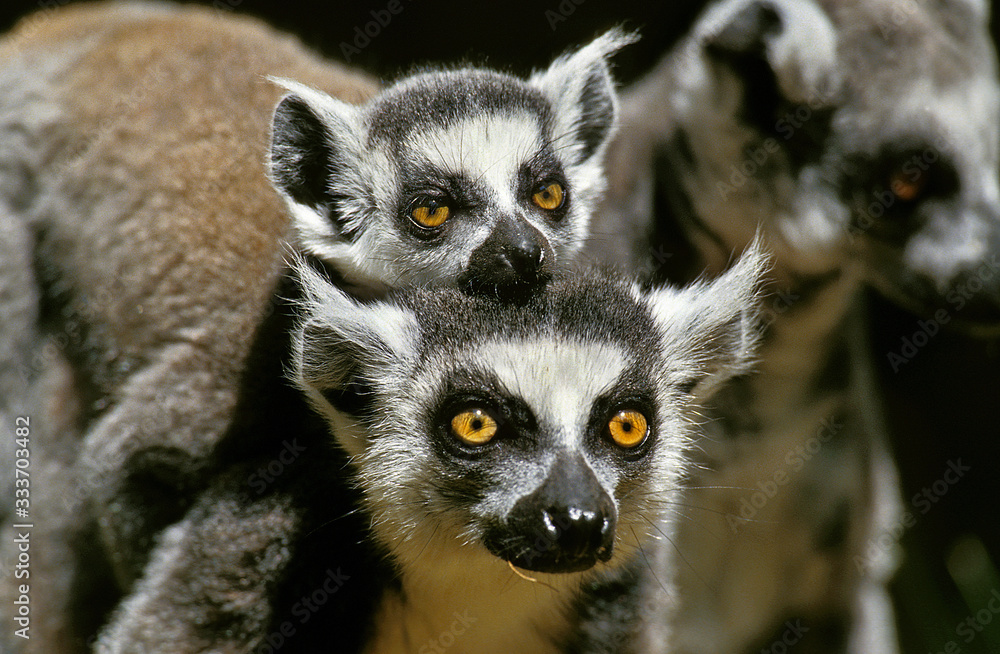 Obraz premium RING TAILED LEMUR lemur catta, FEMALE CARRYING YOUNG ON ITS BACK, MADAGASCAR .
