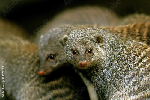 Photos BANDED MONGOOSE mungos mungo  .