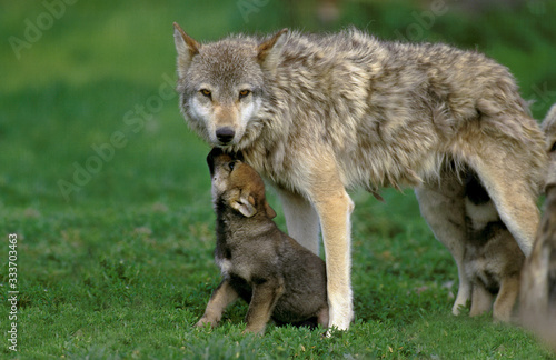 EUROPEAN WOLF canis lupus  FEMALE WITH YOUNGS .