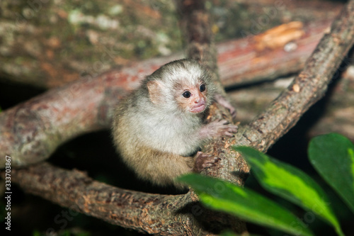 BABY SILVERY MARMOSET mico argentatus ON A BRANCH  PH © slowmotiongli
