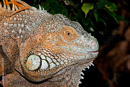 GREEN IGUANA iguana iguana  HEAD CLOSE-UP OF ADULT  PH