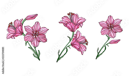 Vector flower arrangements with Lily flowers