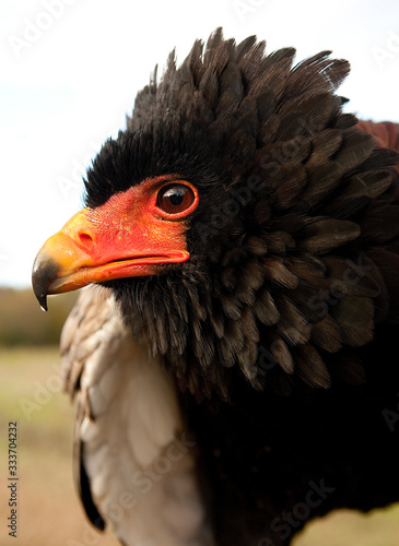  BATELEUR EAGLE terathopius ecaudatus PH