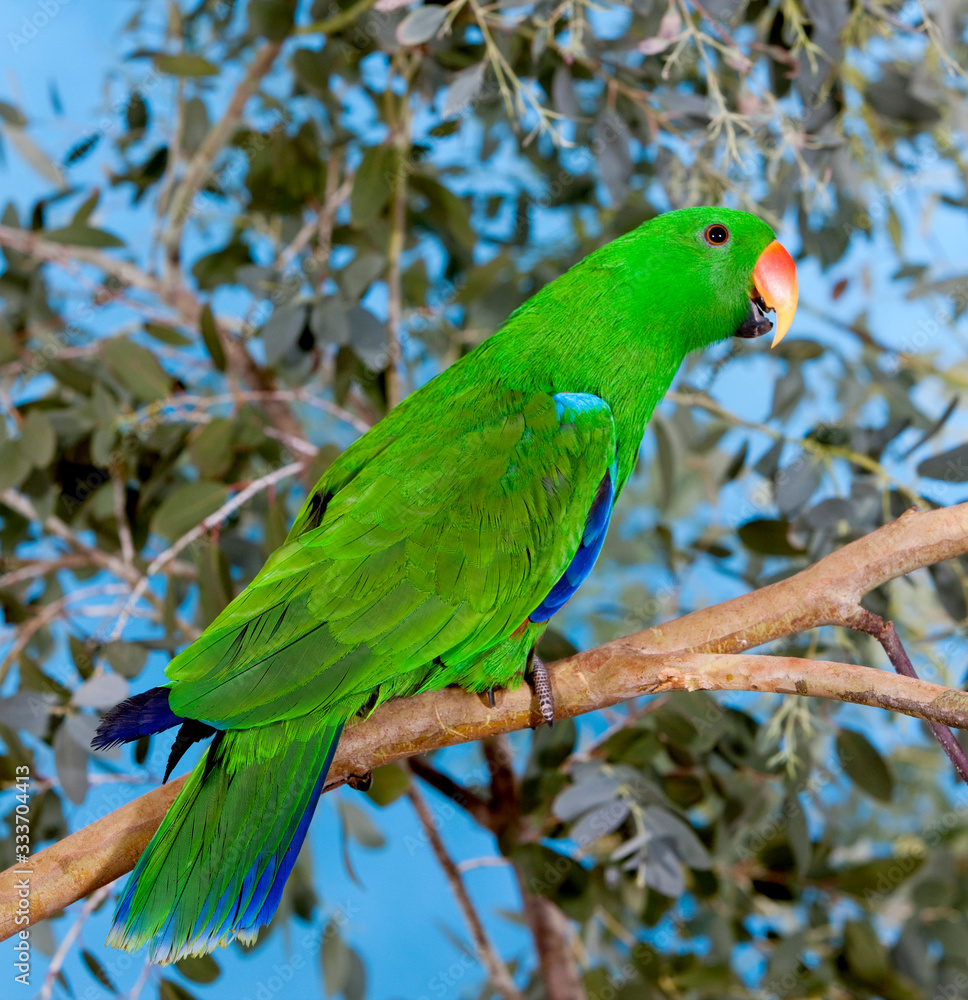 ECLECTUS PARROT eclectus roratus, MALE ON BRANCH PH ECLECTUS PARROT eclectus roratus, MALE ON BRANCH PH