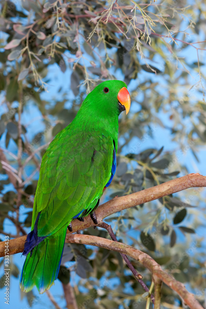 ECLECTUS PARROT eclectus roratus, MALE ON BRANCH PH ECLECTUS PARROT eclectus roratus, MALE ON BRANCH PH