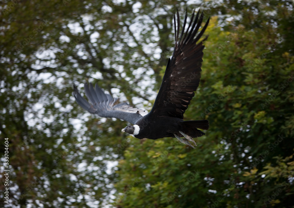 Obraz premium ANDEAN CONDOR vultur gryphus, FEMALE FLYING PH