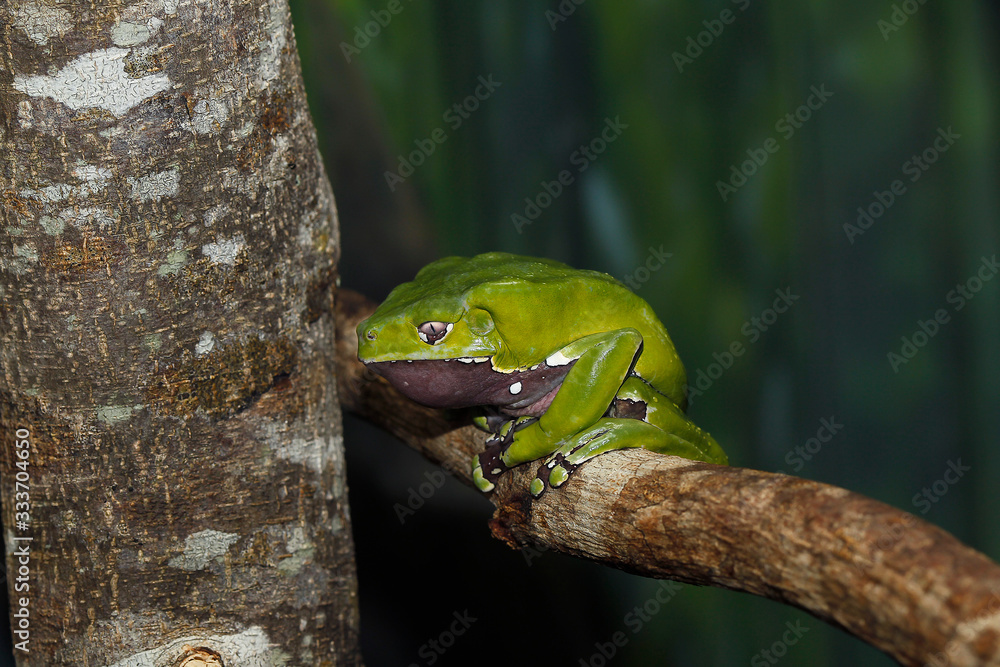 Fototapeta premium Giant Monkey Frog or Giant Waxy Frog, phyllomedusa bicolor, Adult standing on Branch PH