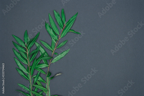 Green leaves on black background. Flat lay, top view, space.