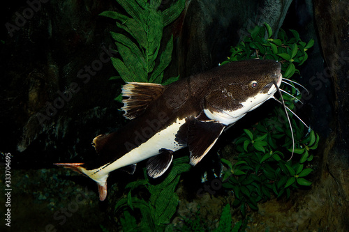 Red-Tail Catfish, phractocephalus hemioliopterus, Adult  PH photo