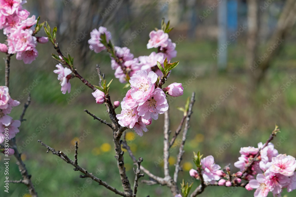 Delicate flowering dwarf peach in early spring Delicate flowering dwarf peach in early spring