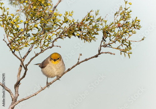 A verdin finds a perch in the desert of Tucson, Arizona photo