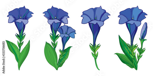 Set with outline blue Gentiana or trumpet Gentian flower, bud and green leaf isolated on white background.  photo