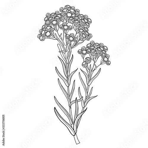 Stem of outline Helichrysum arenarium or everlasting or immortelle flower bunch, bud and leaves in black isolated on white background.  photo
