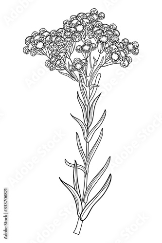 Stem of outline Helichrysum arenarium or everlasting or immortelle flower bunch, bud and leaves in black isolated on white background. photo
