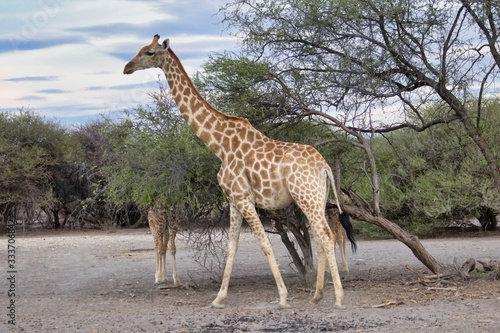 Landscape giraffe