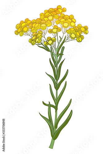 Stem of outline Helichrysum arenarium or everlasting or immortelle flower bunch, bud and leaves in yellow isolated on white background.