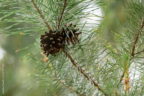 Beautiful pine cone with branch