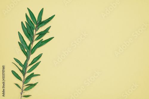 Green leaves on yellow background. Flat lay, top view, space.