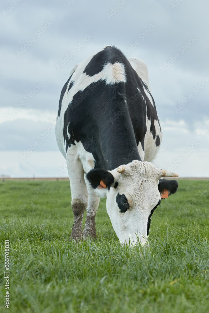 Black white milk cow grazing in green pasture against a cloudy sky front view from the ground Black white milk cow grazing in green pasture against a cloudy sky front view from the ground