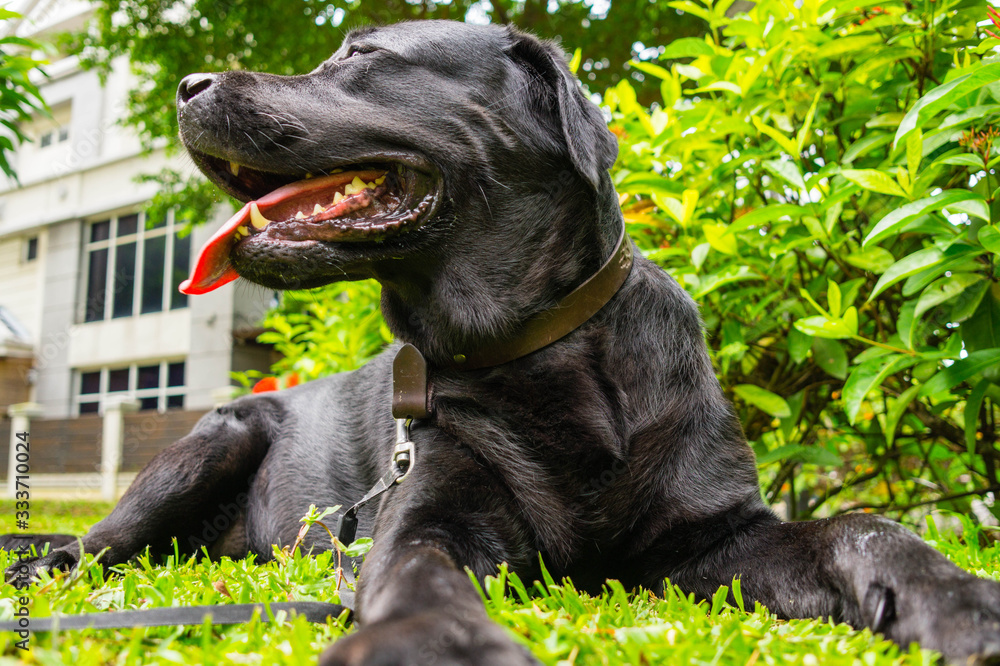 Black labrador retriever lying on green grass