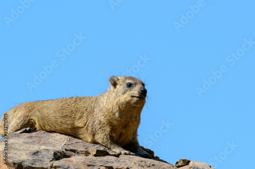 Rock Dassie or Hyrax (Procavia capensis) basking on a rock. Botswana