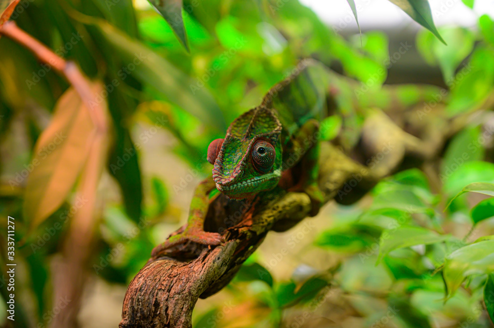 Grüner Chameleon im Zoo Grüner Chameleon im Zoo