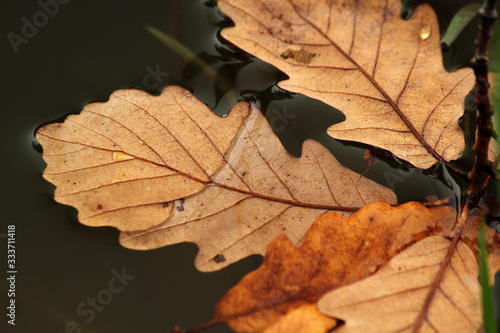 Wallpaper Mural autumn leaves Torontodigital.ca