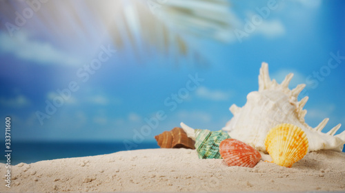 Summer time concept, Seashells on sand beach and blurred beach background.