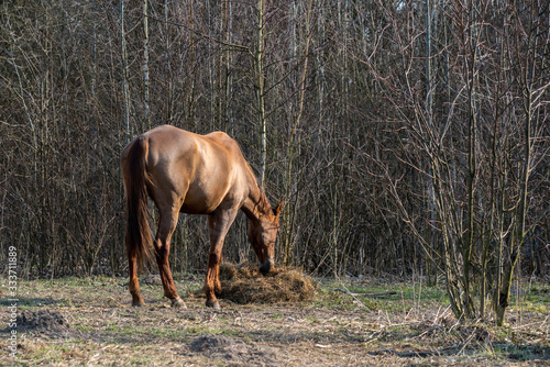 Brown horse eating hay in early spring