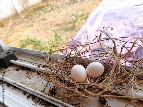 eggs in a nest