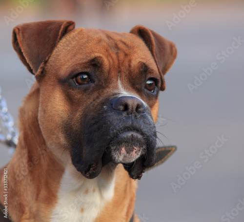 Portrait of a bulldog dog on a blurred background © Edgar Martirosyan
