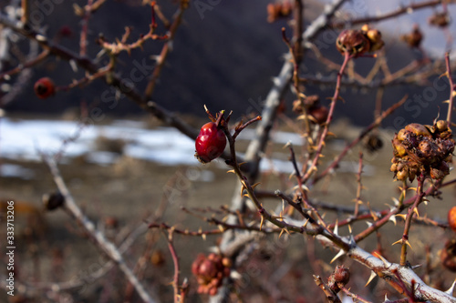 Fruits of wild rose hips close-up. Forest in the Crimean mountains. Old briar in the mountains. briar in the mountains