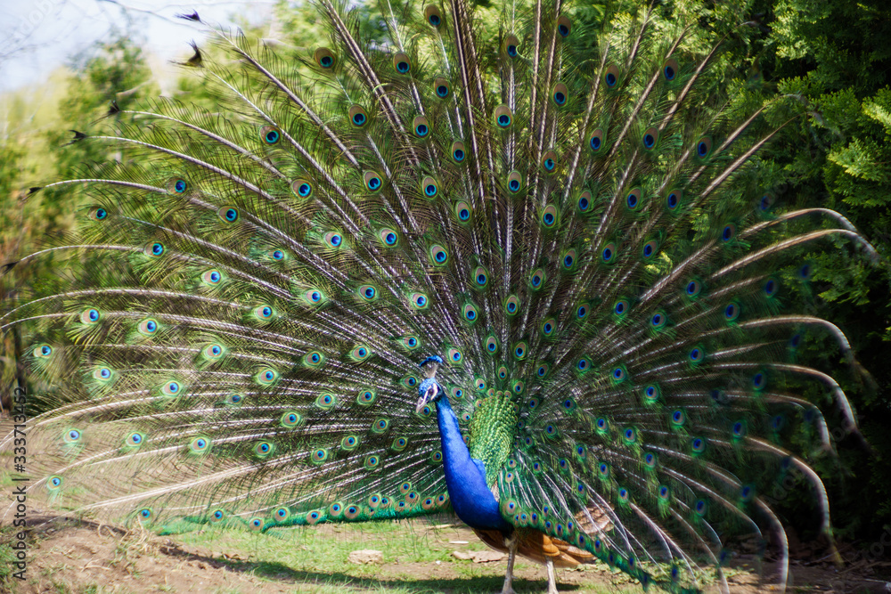 Obraz premium Peacock with majestic spreaded tail feathers filling the photograph