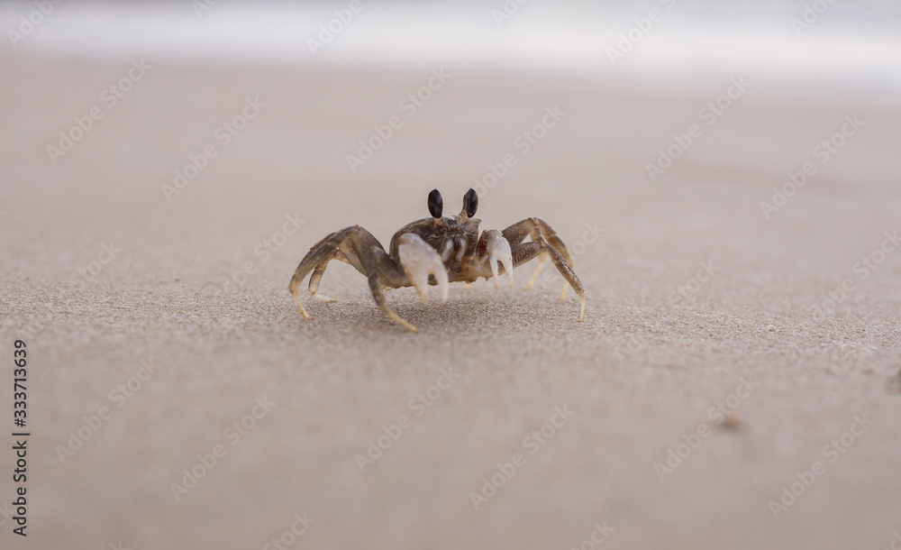 Horn-eyed ghost crab on the sand beach Horn-eyed ghost crab on the sand beach