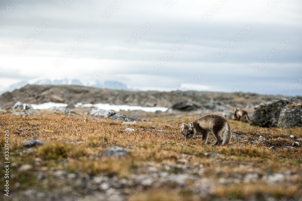 Naklejka premium Arctic Fox cub near their den, Vulpes lagopus, in the nature rocky habitat, Svalbard, Norway, wildlife scene, action, arctic glacier and mountain covered by snow in background,cute young mammals, wild