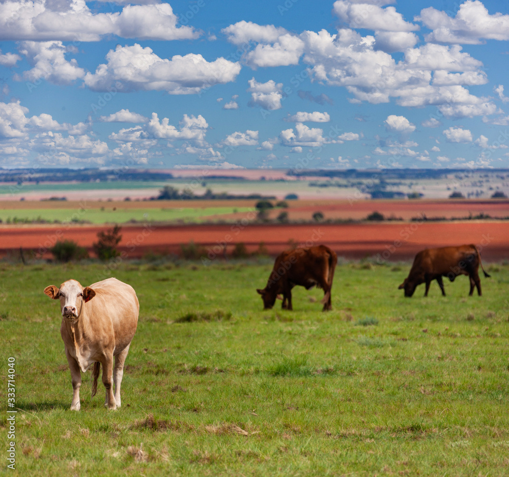 cows on the meadow