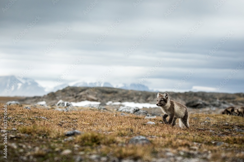 Obraz premium Arctic Fox cub near their den, Vulpes lagopus, in the nature rocky habitat, Svalbard, Norway, wildlife scene, action, arctic glacier and mountain covered by snow in background,cute young mammals, wild