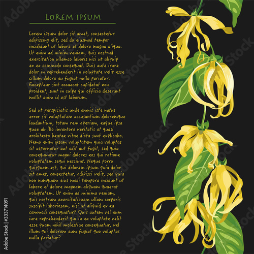 Vertical line of ylang flower on black background with text. Floral illustration with yellow tropical flowers for magazine page 