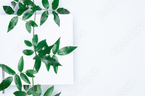 Green leaves on white background. Flat lay, top view, space.