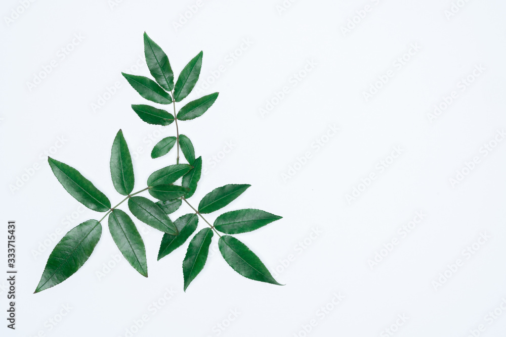 Green leaves on white background. Flat lay, top view, space. Green leaves on white background. Flat lay, top view, space.