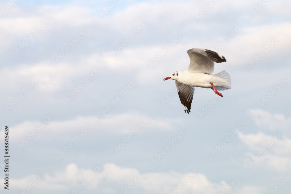 Obraz premium The Gulls is flying. Seagulls fly on blue sky