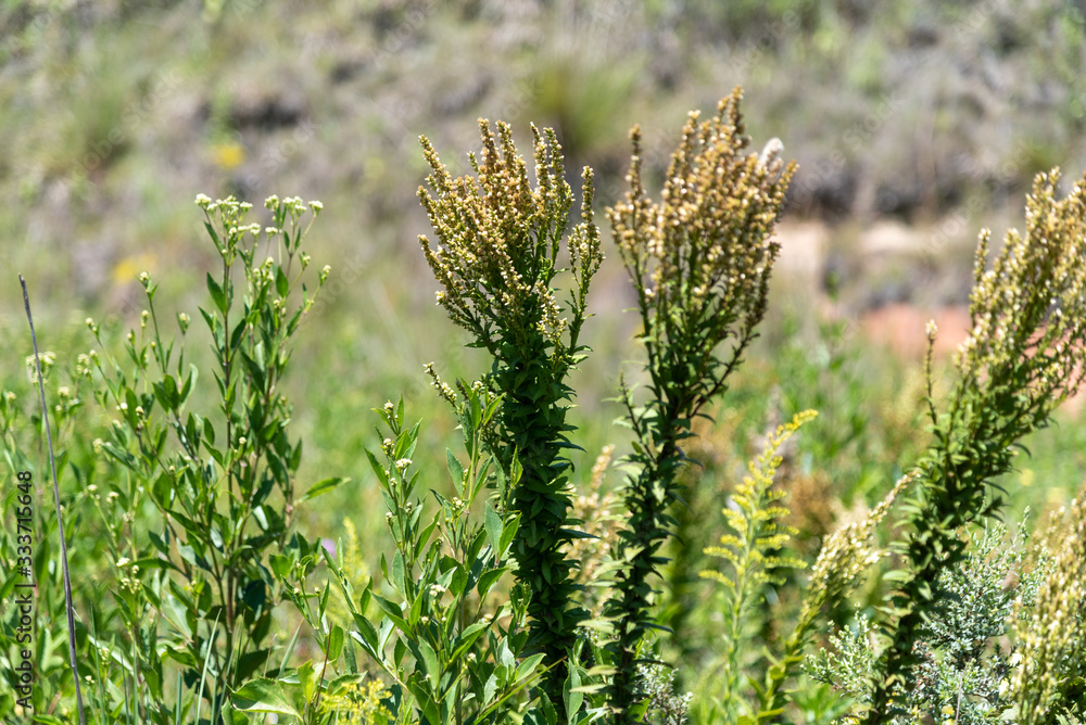 Invasive plants in livestock fields in southern Brazil