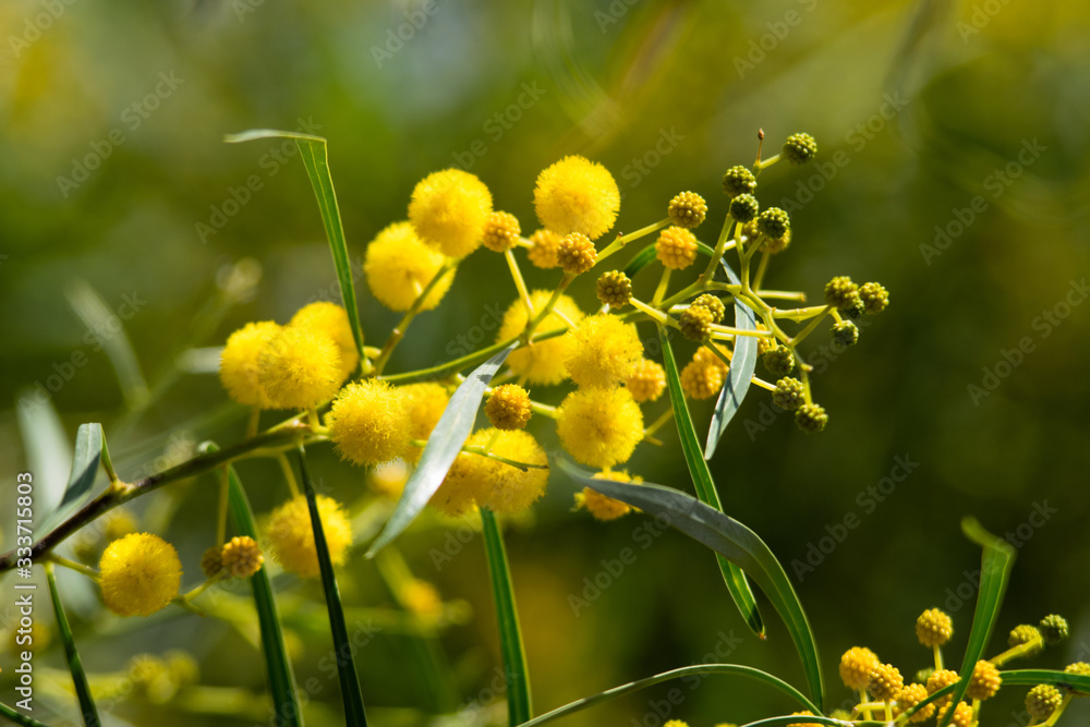 Obraz premium Blossoming of mimosa tree (Acacia pycnantha, golden wattle) close up in spring, bright yellow flowers, coojong, golden wreath wattle, orange wattle, blue-leafed wattle, acacia saligna